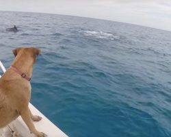Dog Sees Dolphins For The First Time … And Decides To Become One