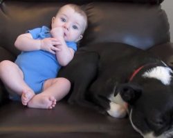 Baby poops in diaper next to dog. Dog’s response has Internet dying of laughter