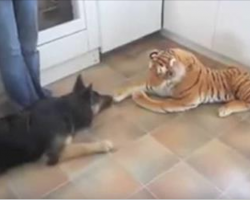 German Shepherd is in standoff with stuffed tiger. His comeback has Internet dying of laughter
