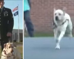Officer Walks Into A Prison With A Dog. Now Watch The Pup’s Reaction When He Sees THIS Inmate…