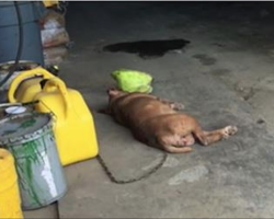 This dog’s been chained to this wall for 8 years. Now watch as rescuers approach…(UPDATE)