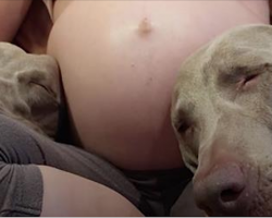 Dogs Wait 9 Long Months To Meet Their New Baby Brother, and Now That He’s Here…Oh MY!