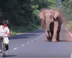 Elephant Ferociously Charges Man On Bike, The Reason Becomes Obvious Once She Lifts Her Trunk