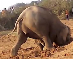 Elephant Spent 11 Hours Digging A Hole, But Nobody Expected Her To Pull This Out