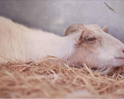 Heartbroken Goat Refuses To Eat For 6 Days, Then Rescuers Discover Why He’s So Depressed