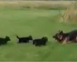 German Shepherd puppies are hyperactive. Mom’s brilliant solution tires them in adorable fashion