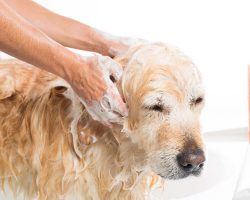 Rid your home of fleas. Here are 4 natural ways to kill and repel fleas to keep your house safe