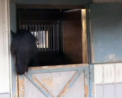 Friesian Mare Mariska A.K.A. Houdini