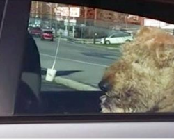 Impatient Dog Get Tired Of Sitting In The Car Waiting For Its Owners. Hilariously Takes Matters Into His Own Hands