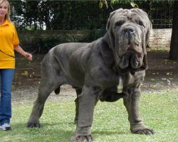 Largest Dogs In The World