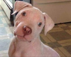 Puppy Rescued From Abusive Home Finally Adopted-Has The Best Reaction To Meeting His New Owner