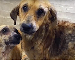 2 Dogs Were Abandoned By Their Families, But Fate Brought Them Together To Help Each Other Heal