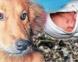 Monster abandons newborn in trash dump, dog carries the crying baby back home to safety