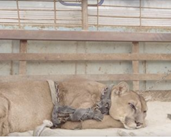 For 20 years, this mountain lion was chained up, has priceless reaction when he’s finally freed
