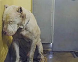 They Called Him A MONSTER – Until She Looked In His Eyes And Saw THIS!