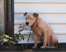 Owner Leaves Dog And Her Puppies Chained Up To Die During Hurricane Harvey