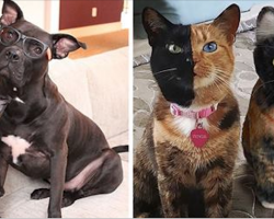 This Company Makes Exact Plush Toy Copies Of Your Pets