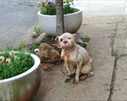 Mailman snaps photo of emaciated dog tied to a tree, Teaches cruel owner a valuable lesson!