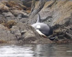 Stranded whale cries in terror and pain – Then an angel makes everything okay again