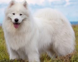 The Most Expensive Dog Breeds In The World