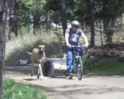 See the Great Dane Running Alongside the Bike? Well, Watch The Next Part… ROFL!