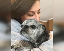 Senior Rescue Pug Gets Spoiled By His New Family