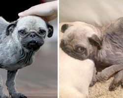 This 18-month-old pug was found close to starvation. In a matter of weeks, he doesn’t look the same!