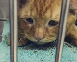 Nobody Wanted This ‘Sad Looking Cat’ So He Was Scheduled to be Euthanized, Then They Showed Up