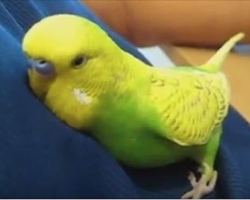 Sleepy Bird Cuddles Up To Dad. But What Follows Next Is Hilarious!