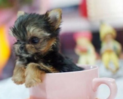 Smallest Dogs In The World – Revealed Here