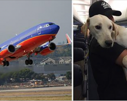 Southwest Packs Plane With Pets Displaced By Harvey For Cutest Rescue Mission.