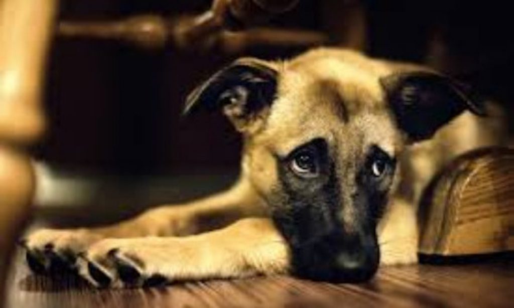 Things You Do That Your Dog Hates