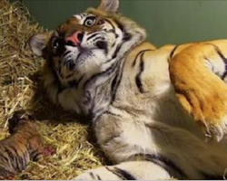 Tiger was giving birth to her baby, but when they looked closer… They gasped at what they saw!