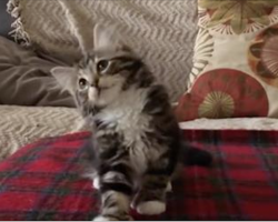 Winnie The Cute Kitten Hears His Favorite Song. But When He Starts Dancing…. Oh MY!