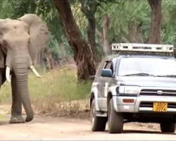 Elephant Desperate For Car’s Attention, Within Moments They Realize It’s A Cry For Help