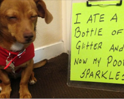 18 Dogs Who Are Naughty And Have Absolutely No Shame