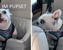 [Video] Translated Frenchie Tantrum Will Have You in Stitches