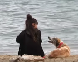 Woman approaches stray on the beach and lures her into her car — what follows is incredible