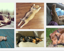 What Your Dog’s Sleeping Position Reveals About Their Personality, Health and Character