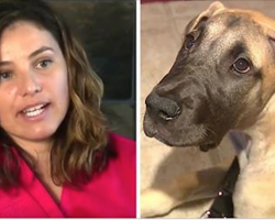 Stranger Attacks Her. 20 Years Later, She Meets A Great Dane And Makes A Stunning Realization