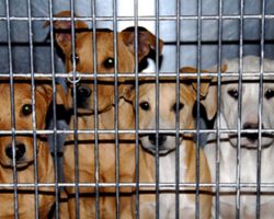 California Just Became The First State To Require Pet Stores To Sell Only Rescue Animals