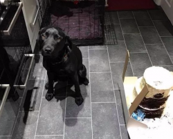 Adorable Labrador Caught Eating Three-Tier Wedding Cake Hours Before Ceremony
