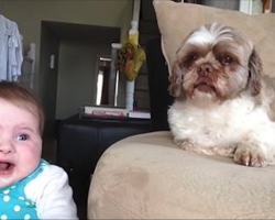 Baby Starts Arguing With Dog. Pup’s Comeback Has The Internet In Laughter