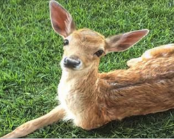 Adorable baby Deer Lost A Leg, But His Dog Siblings Refused To Give Up On Him
