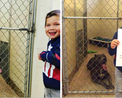4 Year Old Heartbroken When Told He Couldn’t Adopt Dog, Instead He Comes Up With Brilliant Idea