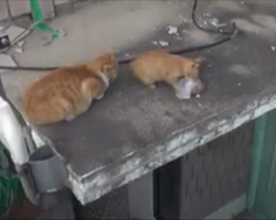 Cat Didn’t Know She Was On Camera, What They Caught Her Doing After Giving Her Food Will Melt You