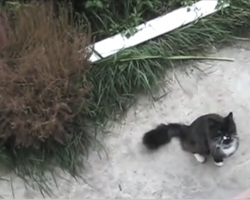 Cat starts meowing towards window for human to help him. Now watch how she answers his request.