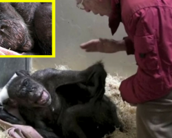 59 Year Old Chimpanzee ‘Mama’ Is Sick And Refusing Food – When She Recognizes Her Old Friend… Wow