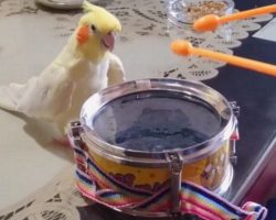 Cockatiel Hears Owner Tapping On Drum, Responded in a Way No One Expected! Oh MY!