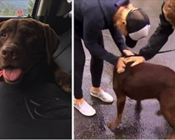 Couple Reunited with Dog Who Went Missing When Truck Was Stolen